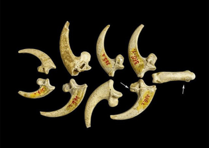 Самое старинное в мире украшение – орлиные когти со следами обработки, возраст 130 тысяч лет